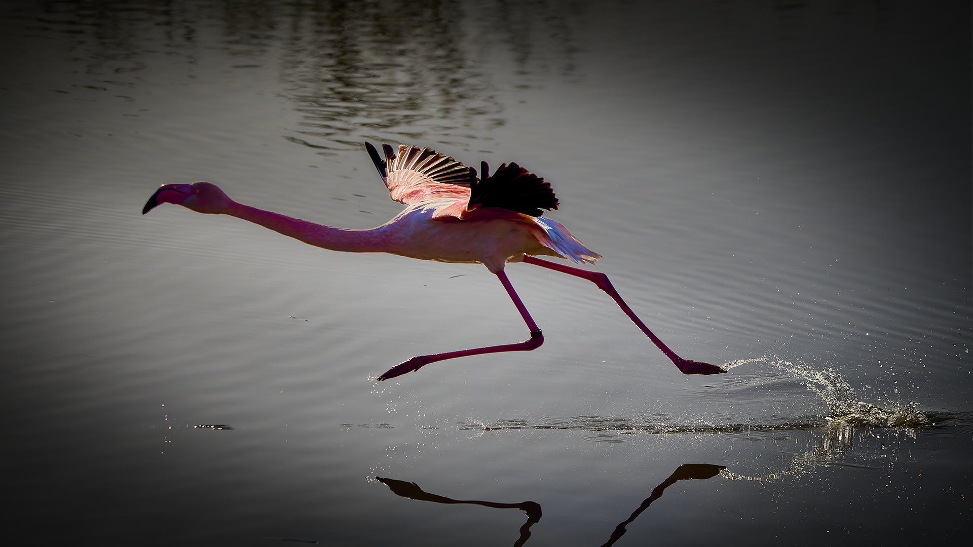 flamant rose 1