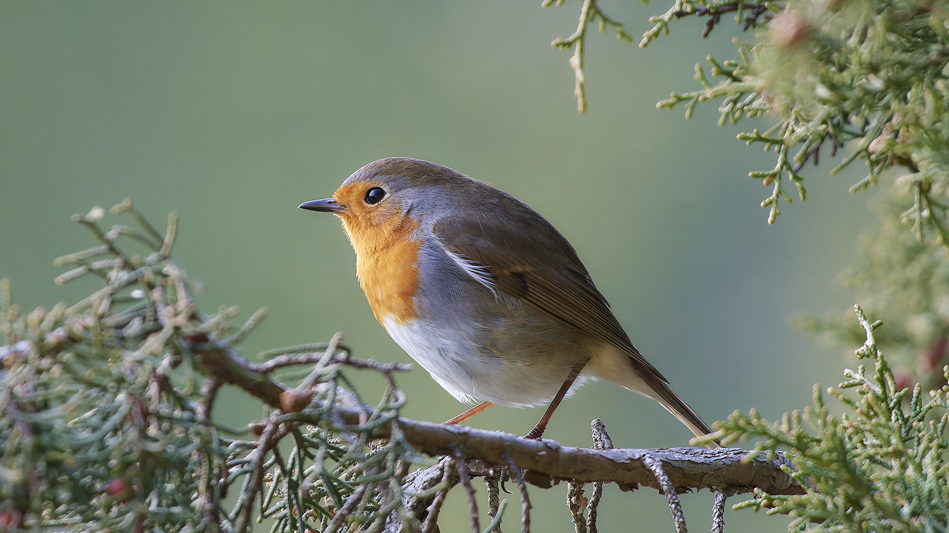 rouge gorge